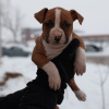 Additional photos: American Staffordshire Terrier