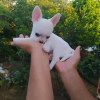 Photo №2 to announcement № 112996 for the sale of chihuahua - buy in Finland 