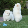 Additional photos: pomeranian