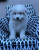 Photo №3. Samoyed puppies for sale. Poland