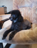 Additional photos: toy poodle puppies