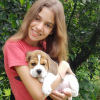 Photo №2 to announcement № 117640 for the sale of beagle - buy in Germany private announcement