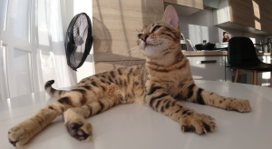 Photo №1. bengal cat - for sale in the city of Kiev | 500$ | Announcement № 5178