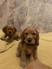 Additional photos: Lovely American Cocker Spaniel puppies for Adoption now