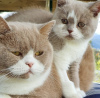 Photo №2 to announcement № 101751 for the sale of burmese cat - buy in Germany breeder