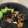 Photo №2 to announcement № 115271 for the sale of yorkshire terrier - buy in United States breeder