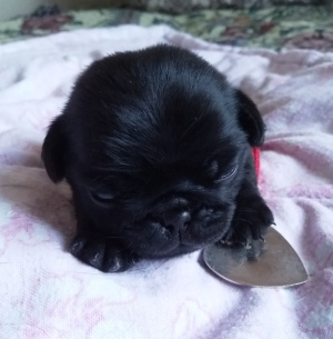 Photo №3. The home kennel offers to reserve pug puppies.. Russian Federation