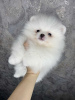 Photo №4. I will sell pomeranian in the city of Bremen. private announcement - price - 380$