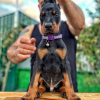 Photo №2 to announcement № 83109 for the sale of dobermann - buy in Germany breeder