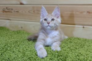 Photo №4. I will sell maine coon in the city of Minsk. from nursery - price - 330$