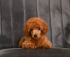 Photo №2 to announcement № 113472 for the sale of poodle (toy) - buy in Serbia breeder