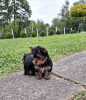Photo №2 to announcement № 75172 for the sale of yorkshire terrier - buy in Serbia 