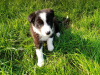 Photo №3. Adorable Border Collie puppies for free adoption. Germany