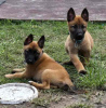 Photo №1. belgian shepherd - for sale in the city of Agios Nikolaos | Is free | Announcement № 124693