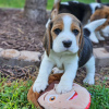 Photo №1. beagle - for sale in the city of Lübeck | 380$ | Announcement № 123021