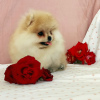 Photo №1. pomeranian - for sale in the city of Taganrog | 1600$ | Announcement № 7712