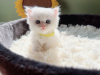 Photo №1. persian cat - for sale in the city of Aberdeen | negotiated | Announcement № 71129