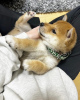 Photo №2 to announcement № 94455 for the sale of shiba inu - buy in Poland private announcement