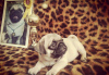 Photo №1. pug - for sale in the city of Odessa | 257$ | Announcement № 13255