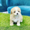 Photo №3. CUTE LITTLE PODDLE PUPPY FOR SALE. United Kingdom