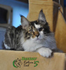 Photo №1. maine coon - for sale in the city of St. Petersburg | 608$ | Announcement № 17627