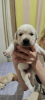 Photo №4. I will sell labrador retriever in the city of Tashkent. private announcement - price - 100$