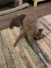 Photo №4. I will sell british shorthair in the city of Manly. private announcement - price - 350$