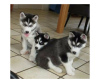 Photo №1. siberian husky - for sale in the city of Антверпен | 423$ | Announcement № 88353