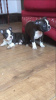 Photo №2 to announcement № 123506 for the sale of boston terrier - buy in Germany private announcement