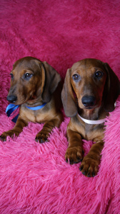 Photo №2 to announcement № 6296 for the sale of dachshund - buy in Russian Federation breeder