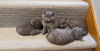 Photo №1. scottish fold - for sale in the city of Брисбен | Is free | Announcement № 90162