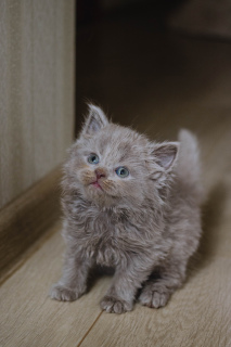 Photo №4. I will sell british shorthair in the city of Krasnodar. private announcement - price - negotiated