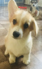 Photo №2 to announcement № 13221 for the sale of welsh corgi - buy in Russian Federation breeder