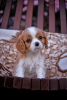 Photo №1. cavalier king charles spaniel - for sale in the city of Brest | 951$ | Announcement № 78563