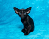 Photo №3. BLACK ORIENTAL KITTEN. Russian Federation