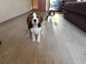 Photo №4. I will sell beagle in the city of Москва. from nursery, breeder - price - 219$