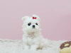 Photo №3. Cute Maltese puppies available for free adoption. Germany