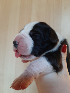 Photo №2 to announcement № 4596 for the sale of great dane - buy in Russian Federation from nursery