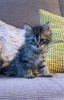 Photo №1. siberian cat - for sale in the city of Garmisch-Partenkirchen | 475$ | Announcement № 125423