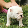 Photo №2 to announcement № 7655 for the sale of english bulldog - buy in Russian Federation from nursery, breeder