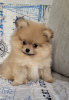 Photo №2 to announcement № 46379 for the sale of pomeranian - buy in Belarus private announcement