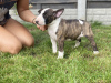 Additional photos: Miniature Bull Terrier