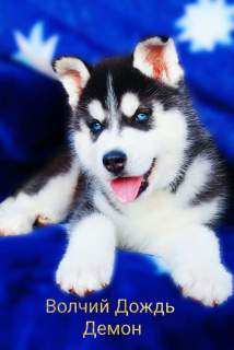 Photo №1. siberian husky - for sale in the city of Stavropol | negotiated | Announcement № 3676