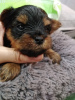 Additional photos: Yorkie/Kawaiiork puppies