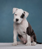 Additional photos: Wonderful Amstaff puppies are waiting for their owners, 