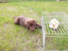 Additional photos: Chocolate labrador puppies, puppies