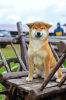 Photo №3. Shiba Inu puppy. Belarus