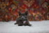 Additional photos: Smoky kitten Funtik is looking for a home!