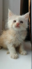 Photo №2 to announcement № 60055 for the sale of maine coon - buy in Russian Federation from nursery