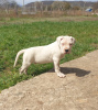 Additional photos: Dogo Argentino puppies